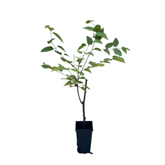 Small potted Japanese Raisin Tree in leaf