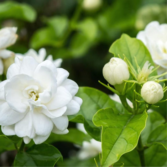 ?!label-Indicative photo