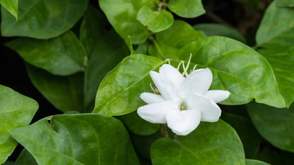 ?!label-Indicative photo