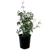 Lemon Scented Azores Jasmine | Jasminum azoricum 2ltr