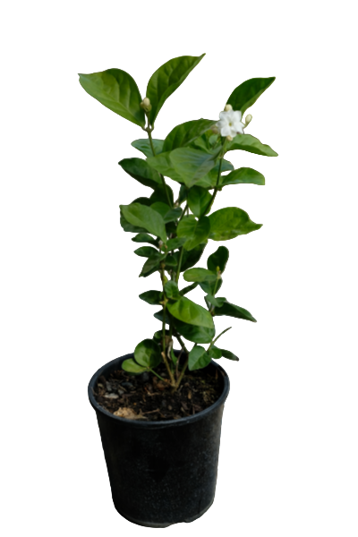 Grand Duke of Tuscany Jasmine 2.5ltr