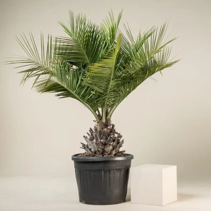 ?!label-Indicative photo