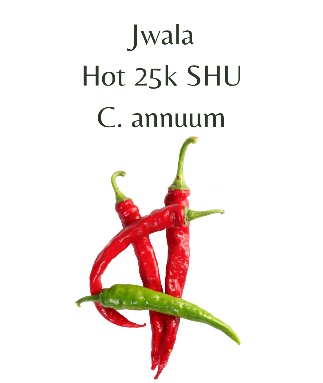 Jwala Chilli Seeds (10 seeds)