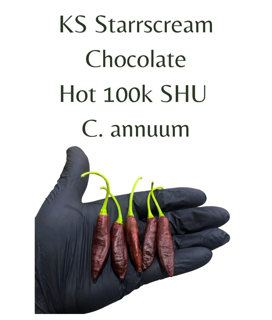 KS_Starrscream_Chocolate_Chilli_Seeds_10_seeds