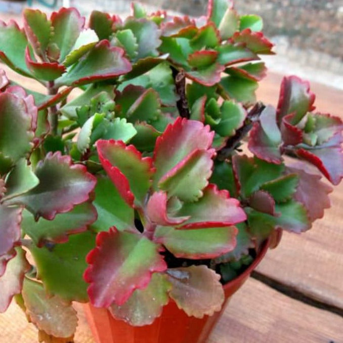 Kalanchoe Sexangularis | Red Leaved Kalanchoe