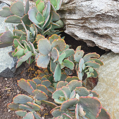 Kalanchoe Fedtschenkoi | Lavender Scallops