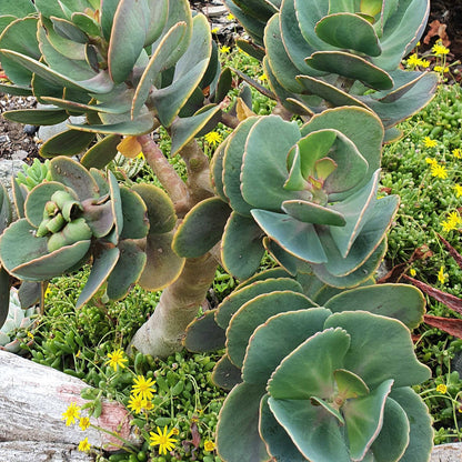 Kalanchoe Rotundifolia