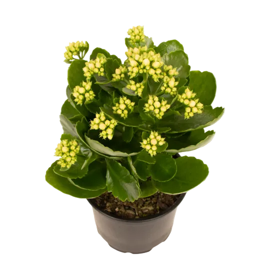 Kalanchoe 'Yellow' 12cm