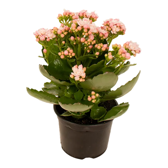 Kalanchoe 'Pink' 12cm