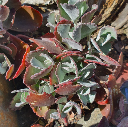 Kalanchoe Fedtschenkoi | Lavender Scallops