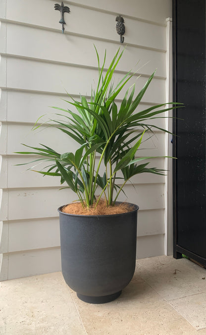 Howea forsteriana (Kentia Palm)