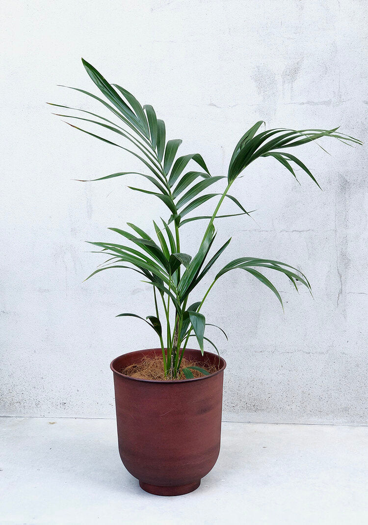 Kentia Palm In Interior Design