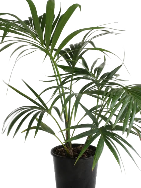 Howea forsteriana | Kentia Palm 2ltr