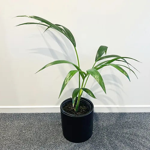 Kentia Palm (Small tabletop size)