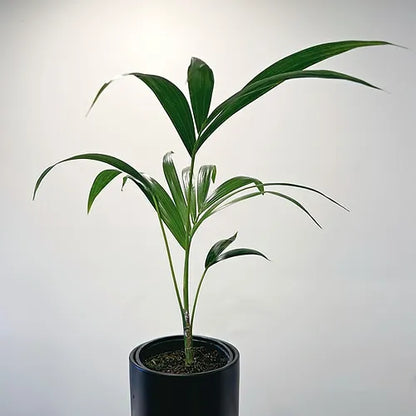 Kentia Palm (Small tabletop size)