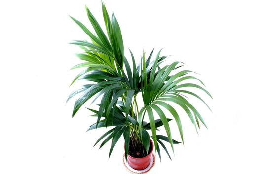 Kentia Palm
