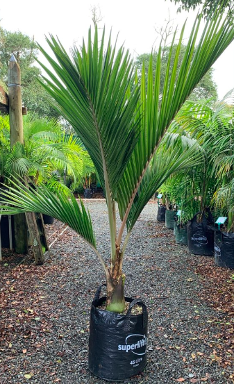 Kermadec Nikau Palm