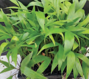 Rhopalostylis baueri | Kermadec Nikau