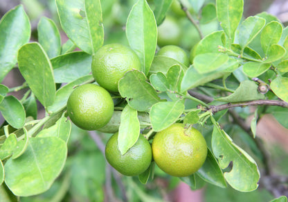 Lime 'Key Lime' 2ltr