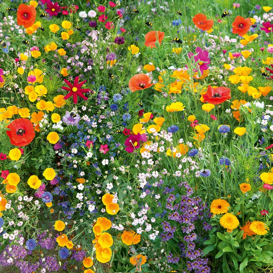 Wonderful Wildflowers (50g of Mixed Seeds)