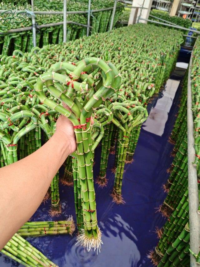 lucky bamboo nz Lucky Bamboo