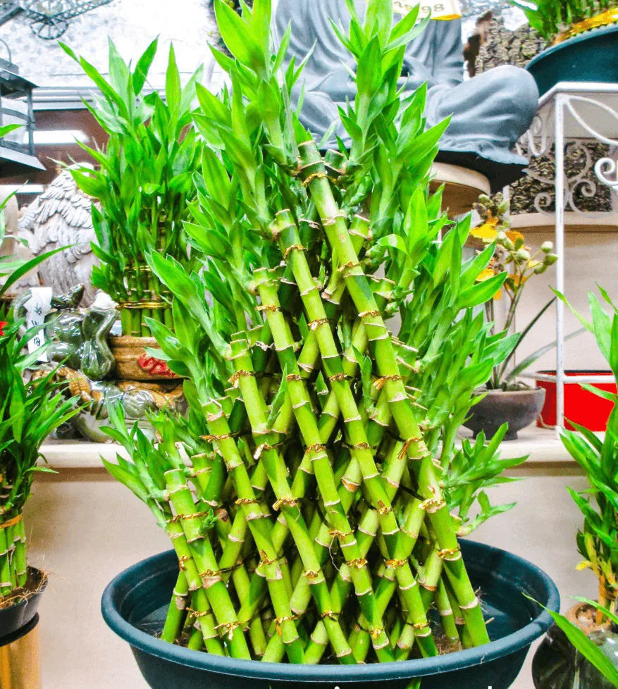 lucky bamboo plant nz Lucky Bamboo