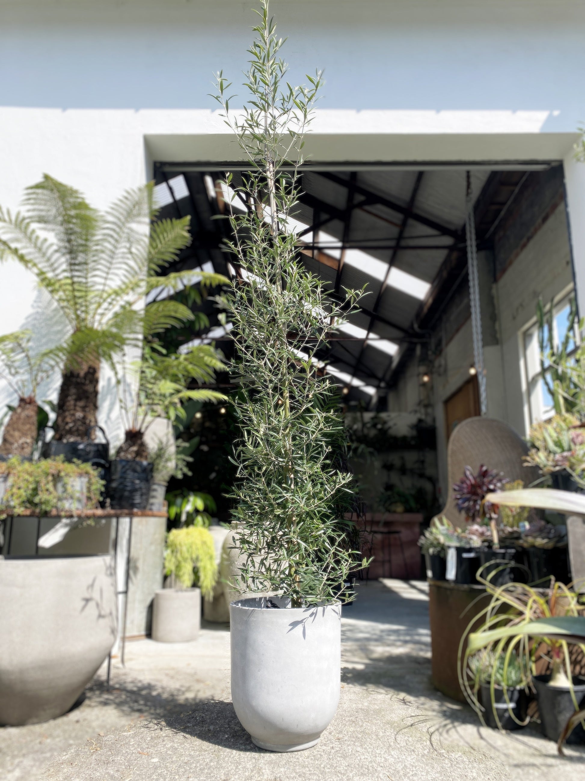 Olea - Olive Tree