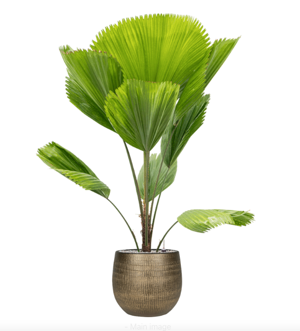 Licuala Grandis - Vivai Frappetta Roma - Foto 3