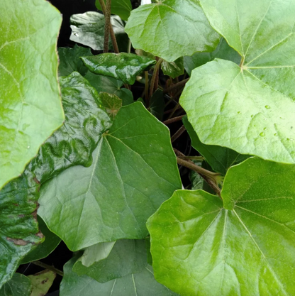 ?!label-Indicative photo