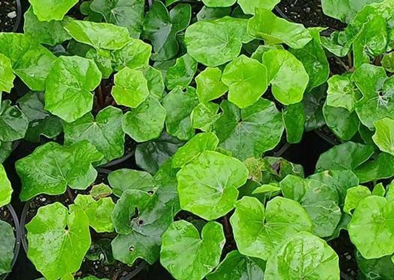 ?!label-Indicative photo