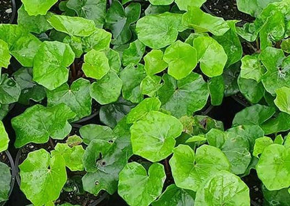 ?!label-Indicative photo