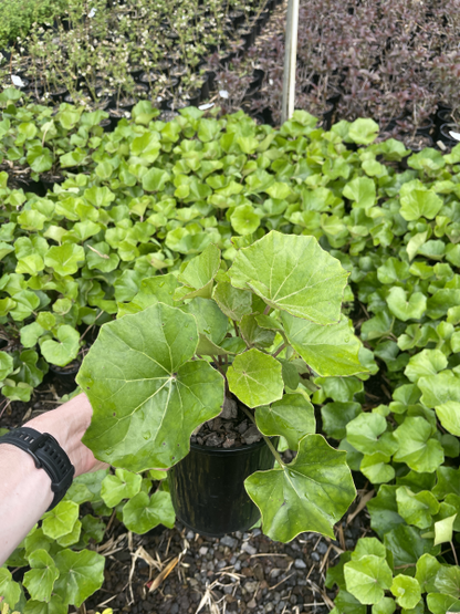 Ligularia 'Rukuhia Beauty' 2ltr