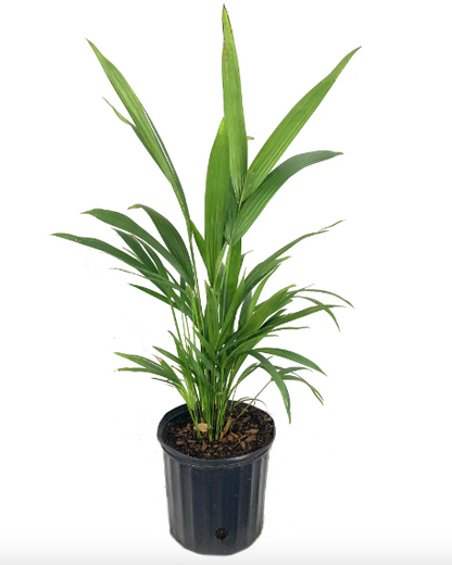 लिपस्टिक पाम<br> <i>सिर्टोस्टैचिस रेंडा</i>