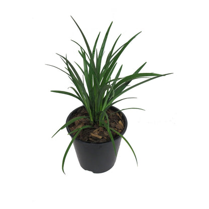 Liriope 'Evergreen Giant' 2ltr