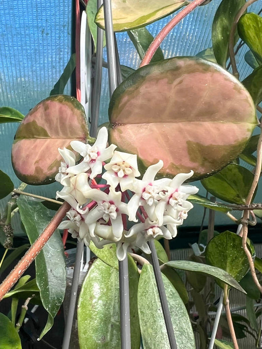 Hoya australis  ssp. tenuipes ‘Lisa’