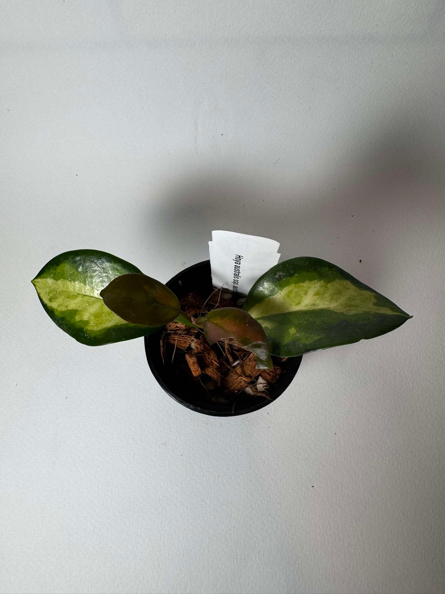Hoya australis  ssp. tenuipes ‘Lisa’