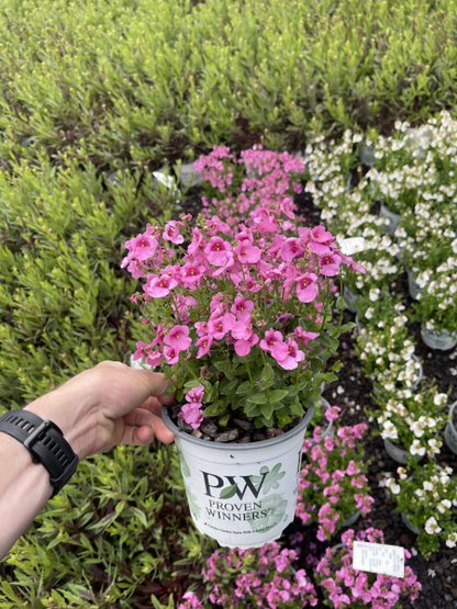 Proven Winners: Diascia Breezee 'Little Charmer'