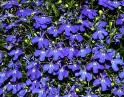 Proven Winners: Lobelia erinus 'Lucia Dark Blue'