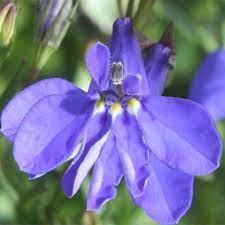 Proven Winners: Lobelia erinus 'Lucia Dark Blue'