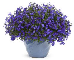 Proven Winners: Lobelia erinus 'Lucia Dark Blue'
