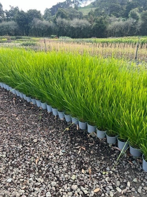 Lomandra 'Nyalla' 2.5ltr