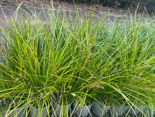 Lomandra 'Tanika' 2.5ltr
