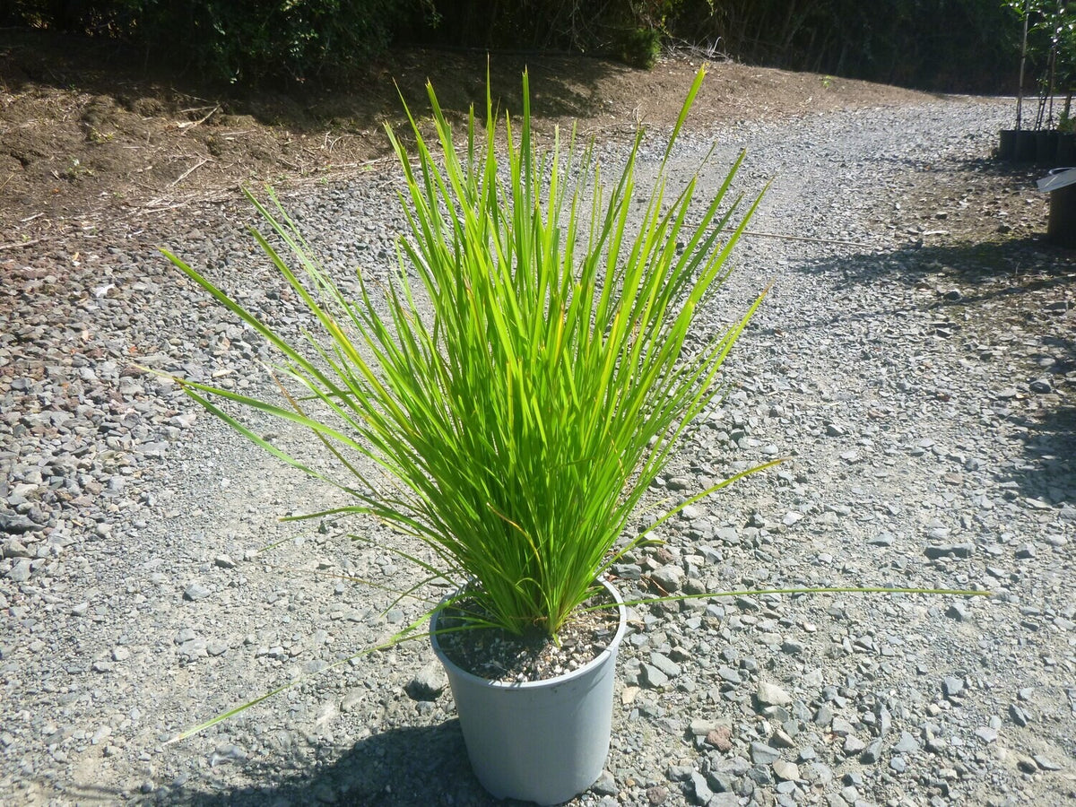 Lomandra 'Lime Tuff' 2.5ltr