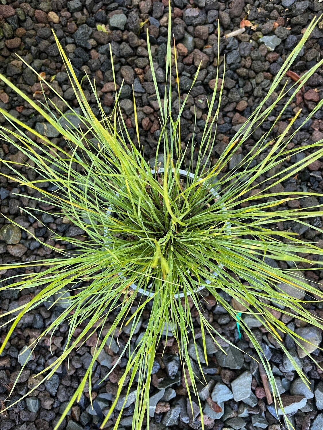 Lomandra 'Shara' 2.5ltr