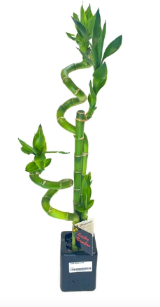 Lucky Bamboo | In Small Ceramic Pot