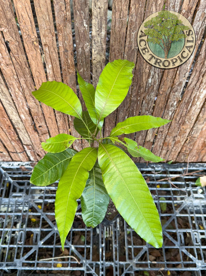 Mango Seedling (Indian, medium)