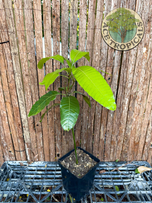 Mango Seedling (Indian, medium)