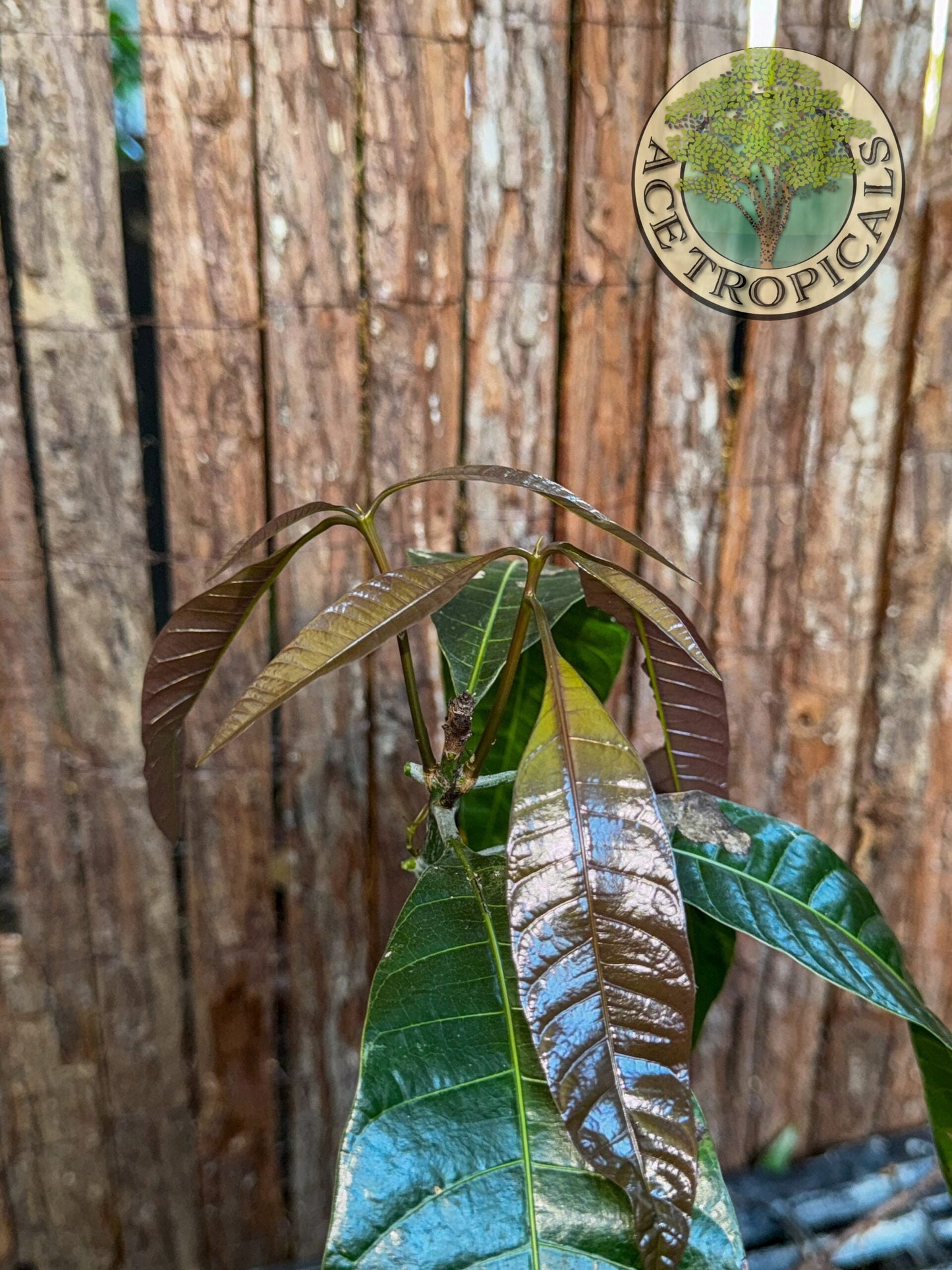 Mango Seedling (Indian, small)