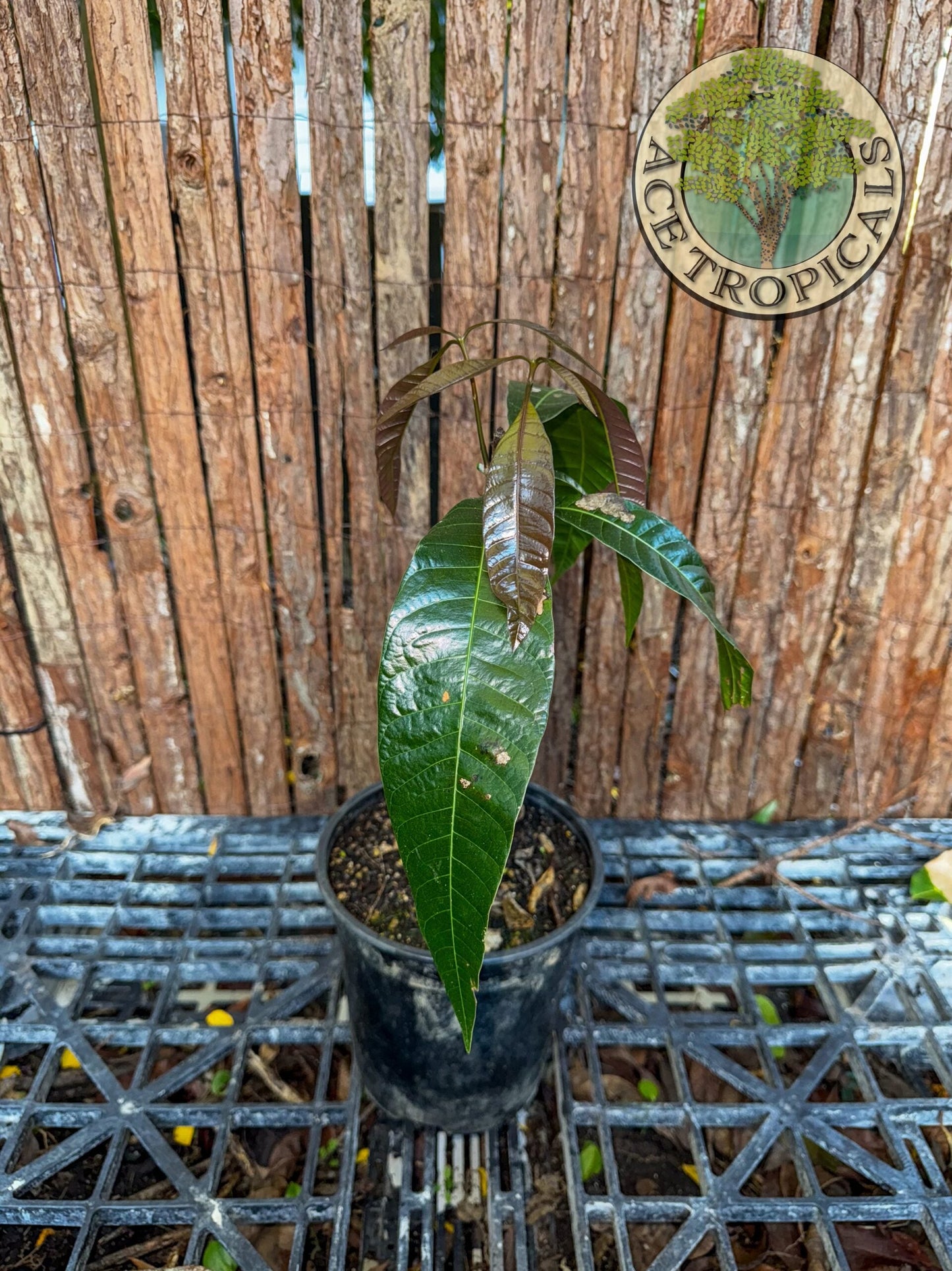 Mango Seedling (Indian, small)