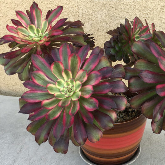 Aeonium Mardi Gras